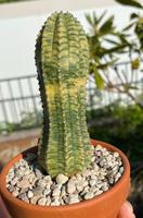 Euphorbia obesa hybrid variegata Hessen - Ebsdorfergrund Vorschau