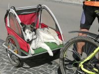 Hundefahrradanhänger Thüringen - Altenburg Vorschau