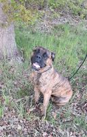 Hund - Dogge-Boxer-Mix Niedersachsen - Neu Wulmstorf Vorschau