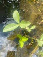 Fieberklee Bitterklee Menyanthes trifoliata Teichpflanze Bayern - Kist Vorschau