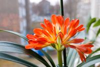 Clivie (Clivia miniata)/ Riemenblatt Nordrhein-Westfalen - Paderborn Vorschau