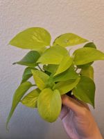 Efeutute Neon Epipremnum Pinnatum Pothos Ableger Bayern - Schweinfurt Vorschau