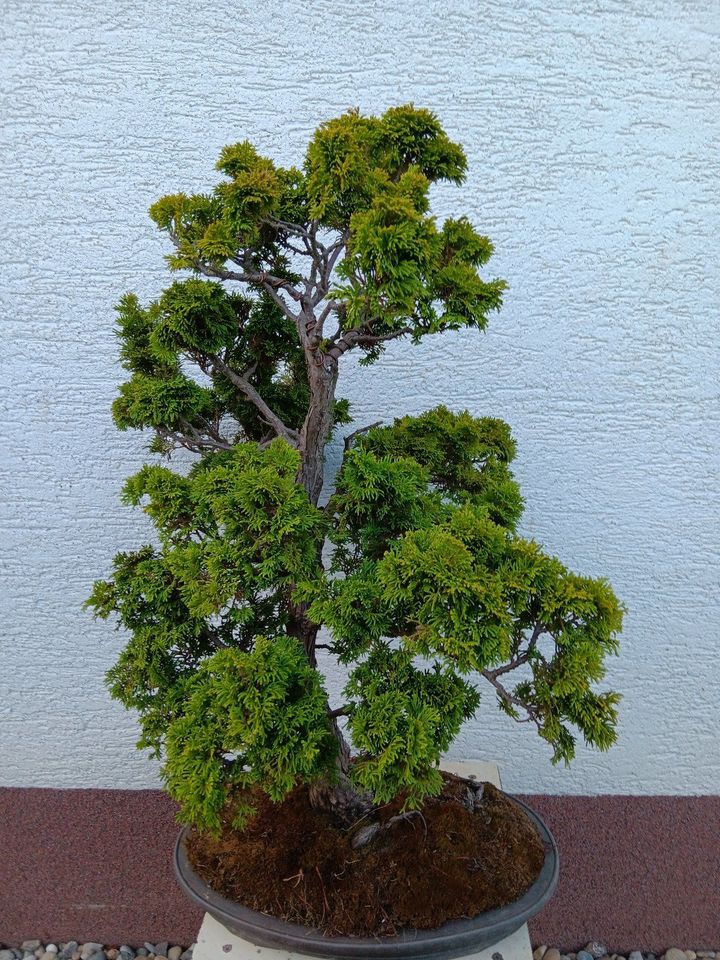 Bonsai - Wacholder Juniperus in Staudernheim