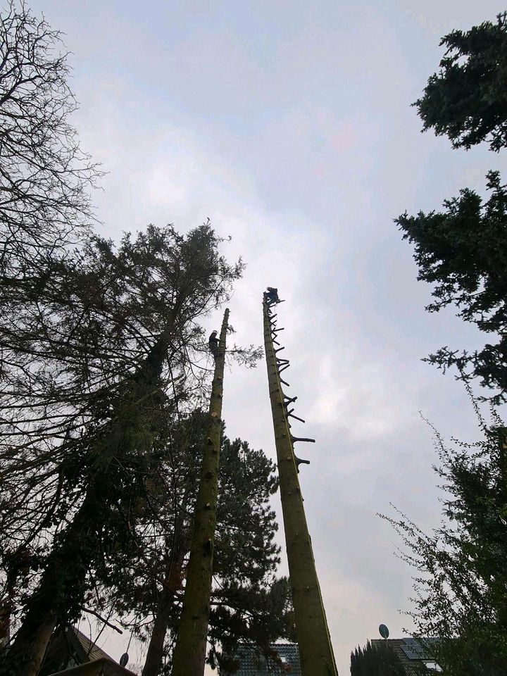 Baumfällung Baumklettern Baumpflege Sturmschaden Rückschnitt in Weilerswist