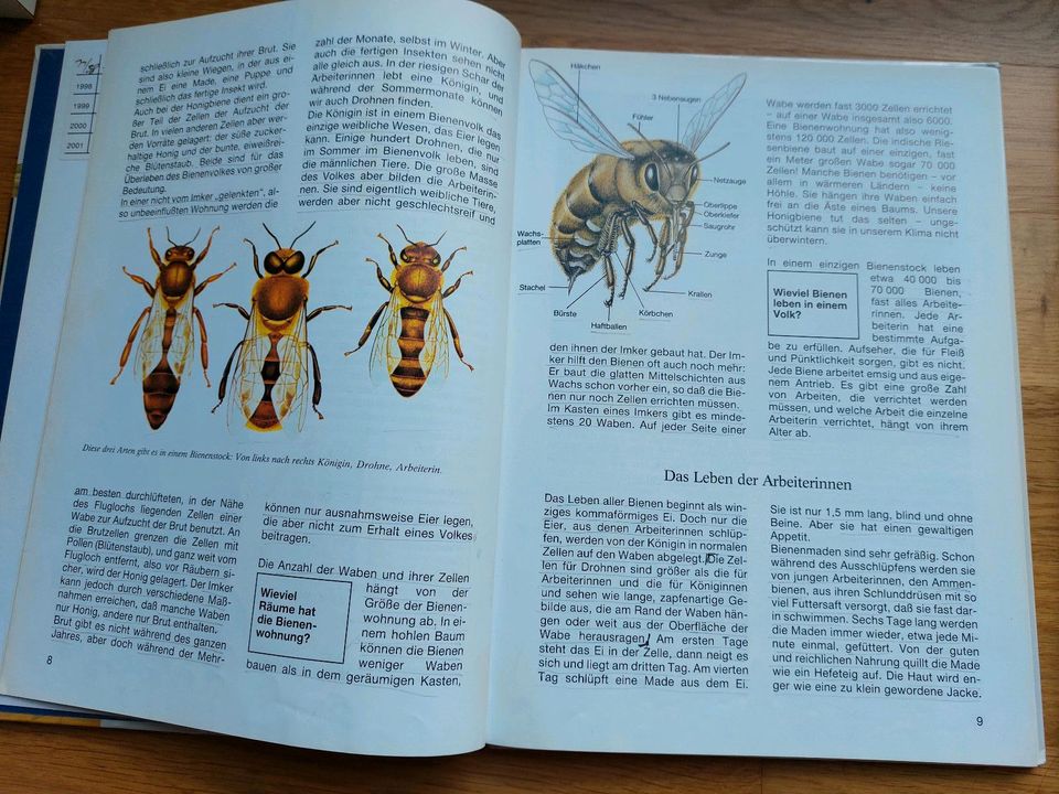 Was ist was Bienen Wie geht Wie funktioniert denn das? Skelette in Rostock