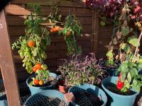 Tomatenkübel Tomatentopf Blumenkübel Pflanzkübel Pflanzcontainer Nordrhein-Westfalen - Sassenberg Vorschau