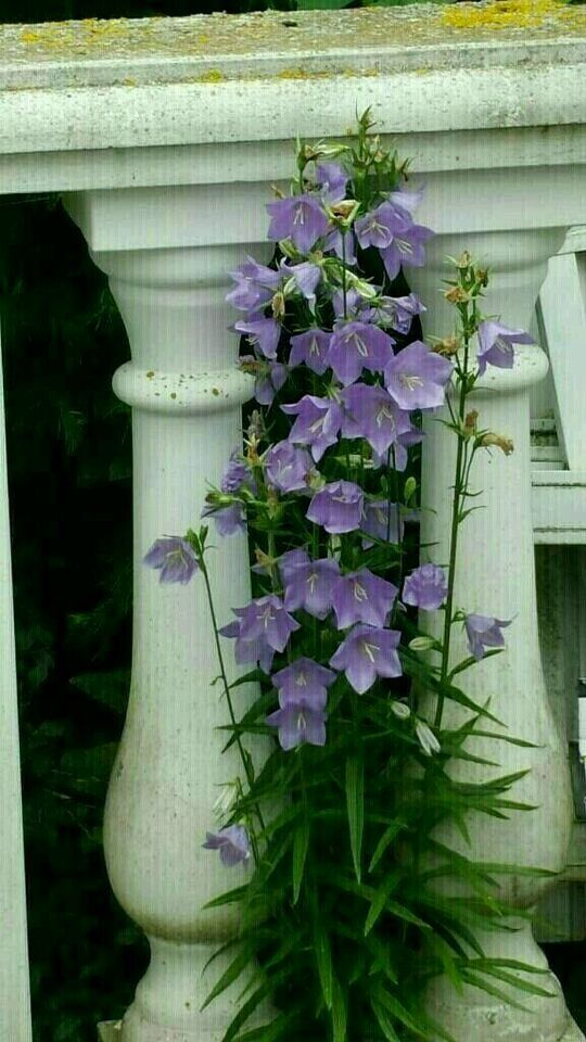 Stauden Pflanzen Hosta - Funkien  - Herzblattlilien Blattschmuck in Hünfeld