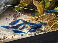 10x blaue Zwerggarnele, Neocaridina blue dream Aachen - Eilendorf Vorschau