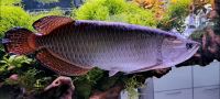 Arowana-Rochen Baden-Württemberg - Balingen Vorschau