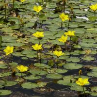 Seekanne Teichpflanze Gelb für Teich oder Aquarium Nordrhein-Westfalen - Bad Salzuflen Vorschau