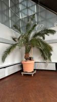Palme 5m hoch Nordrhein-Westfalen - Ratingen Vorschau