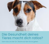 Tierhaaranalyse Bioresonanz Bayern - Geretsried Vorschau