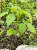 Himbeeren zu verkaufen Nordrhein-Westfalen - Krefeld Vorschau