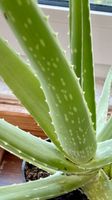 Gut gewachsene Aloe-Vera- Pflanzen Baden-Württemberg - Bad Saulgau Vorschau