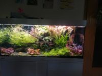 Aquarienpflanzen Baden-Württemberg - Steinach Baden Vorschau