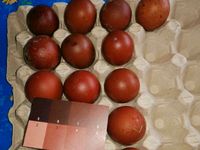Hühner Marans Eier Bayern - Miltach Vorschau