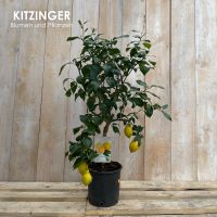Zitronenbaum/essbare Früchte/Citrus Limon/Zitruspflanze Hessen - Rodenbach Vorschau
