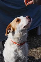 Auch als Ersthund geeignet: ♥ NATA, Griffon-Mix, ca. 1 Jahr ♥ Schleswig-Holstein - Nahe Vorschau