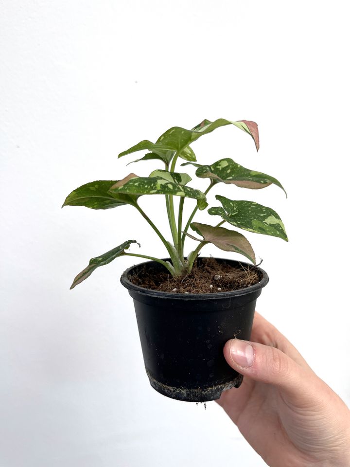 Syngonium Red Spot Tricolor in Hannover