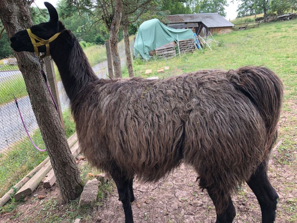 Lama Herde abzugeben in Fischbach/Rhön