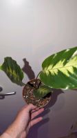 Calathea Goeppertia louisae  Maranthe Zimmerpflanze Grünpflanze Hessen - Kassel Vorschau