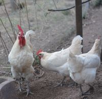 Bruteier Bresse Gauloise / Bressehuhn Thüringen - Gerstungen Vorschau