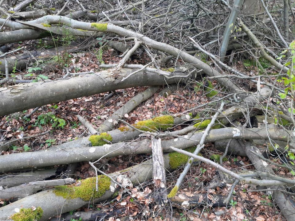 Brennholz für Selbstsäger in Minden