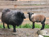 Quessant Bock Lamm Baden-Württemberg - Maselheim Vorschau