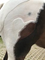 Mobiler Scherservice / Ich schere eure Pferde / Ponys Kreis Ostholstein - Süsel Vorschau