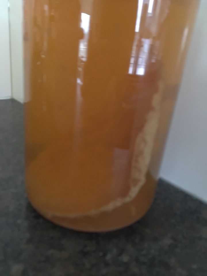 Kombucha Teepilz Tibi Scoby Erfrischungsgetränk in Aalen