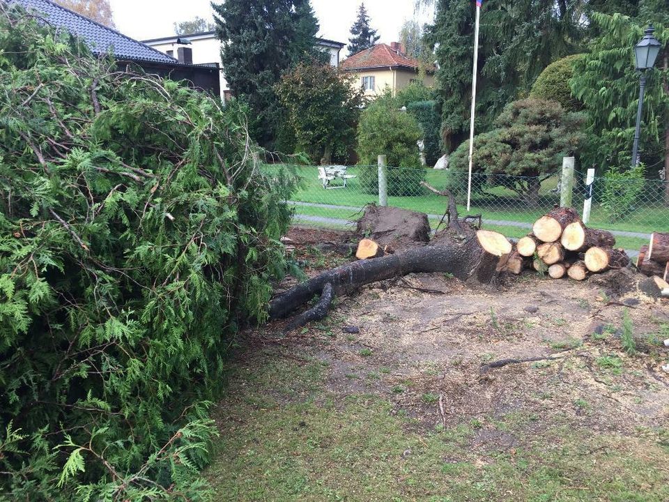 Baumfällung  Baum fällen  Problemfällung  Rodung  Fällung in Berlin