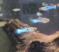 Guppys Japan Blue, Garnelen, Aquarium, Fische Bayern - Lichtenfels Vorschau