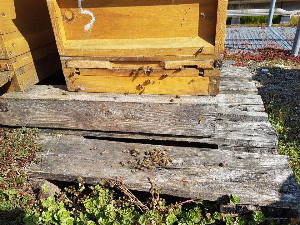 Bienen: Carnica Ableger Zander Gesundheitszeugnis Wiesbaden in Wiesbaden
