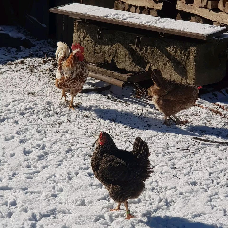 Frische Eier von glücklichen Hühnern aus Hobbyhaltung in Ehingen (Donau)