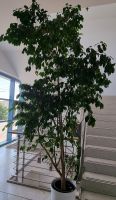 Großer Ficus (benjamina) Nürnberg (Mittelfr) - Südstadt Vorschau