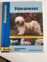 Havaneser Praxis Ratgeber Hunde Niedersachsen - Deutsch Evern Vorschau