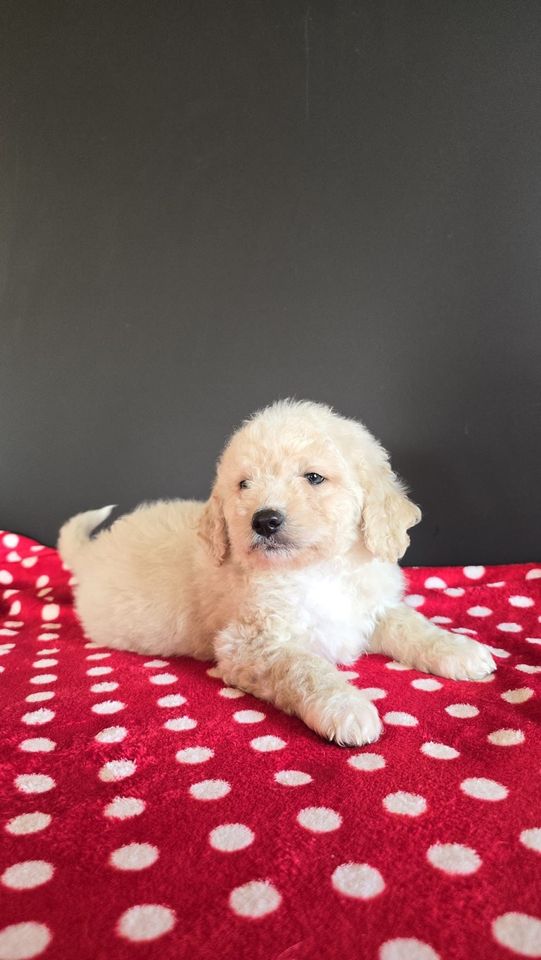 Goldendoodle Medium (Golden Retriever X Pudel) Doodle in Westfehmarn