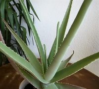 große Aloe Vera Zimmerpflanzen Baden-Württemberg - Friedenweiler Vorschau