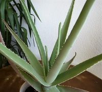 Aloe Vera, Zimmerpflanze Baden-Württemberg - Friedenweiler Vorschau