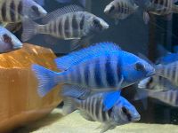 Malawi Buntbarsch placidochromis phenochilus tanzania wfnz 9-12cm Baden-Württemberg - Lauda-Königshofen Vorschau