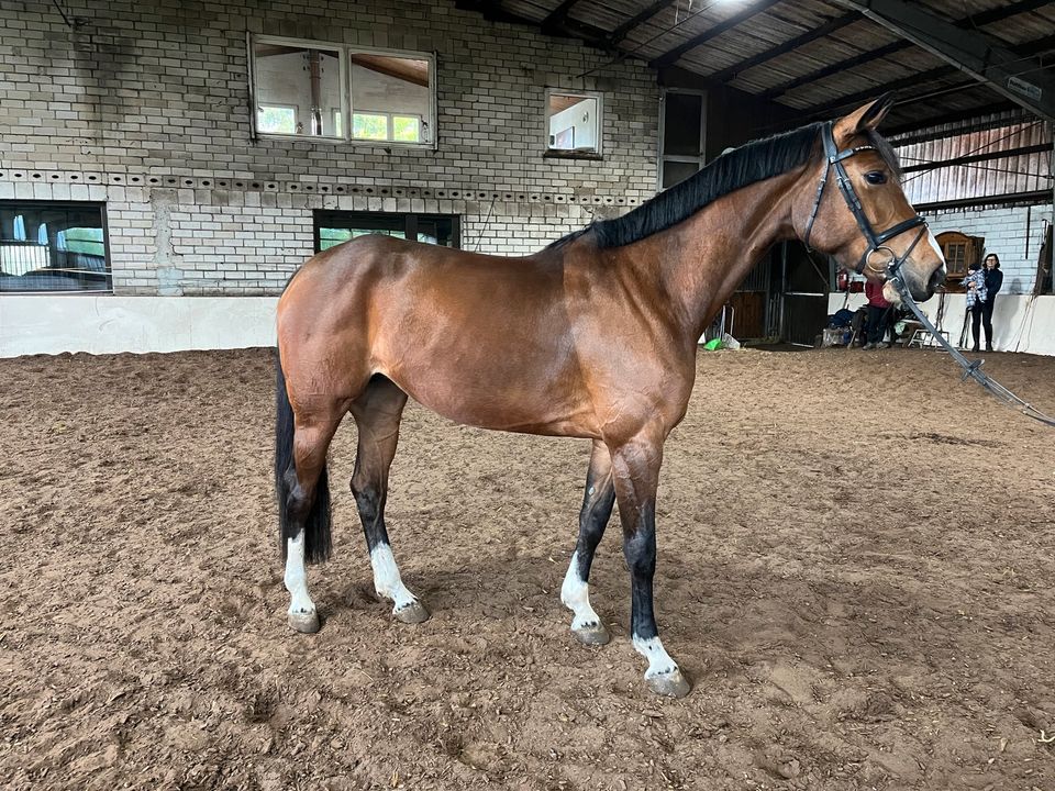 Schicke 5 jährige Cashmere x Balou du Rouet in Horn-Bad Meinberg