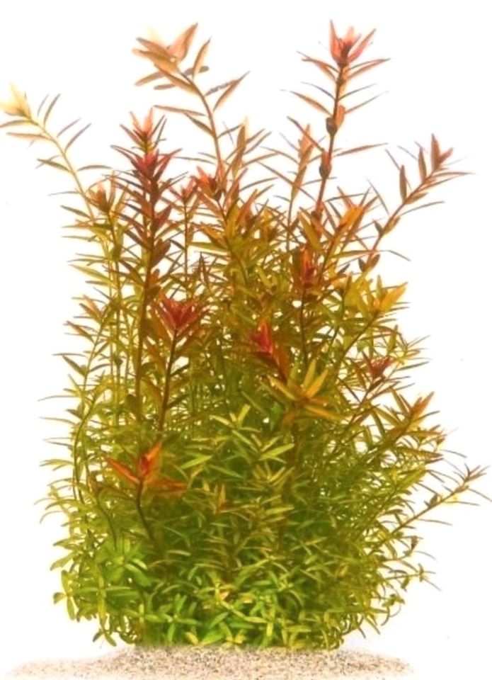 Rotala rotundifolia teich aquarium pflanze schnell wachsend in Sprendlingen