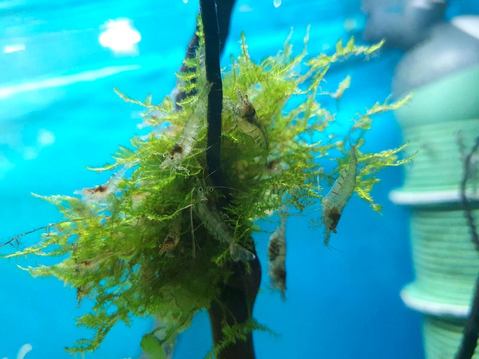 Caridina Sulawesi-Inlandsgarnelen in Bochum