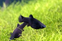 Mollienesia, Black Molly, Aquariumfische Bayern - Floß Vorschau