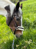 Reitbeteiligung in Schwelm Wuppertal - Oberbarmen Vorschau