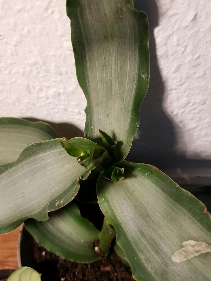 Philodendron Silber kletter Pflanze für Zimmer im topf grün in Leipzig