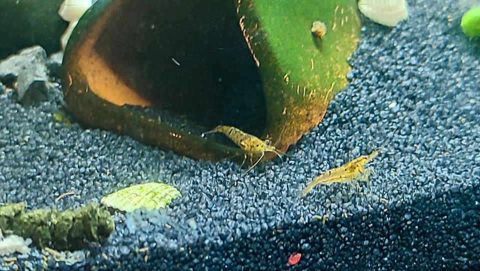 Zwerggarnelen Neocaridina bunter Mix Wirbellose DNZ Aquarium in Schwedt (Oder)