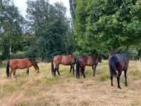 Reitbeteiligungen mit späterer Übernahmemöglichkeit Sachsen - Waldenburg Vorschau