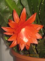 Blattkaktus - Epiphyllum, zwei frische und kräftige Ableger Niedersachsen - Nordenham Vorschau