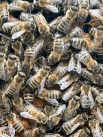 Carnica Bienen Ableger zu verkaufen Hessen - Abtsteinach Vorschau